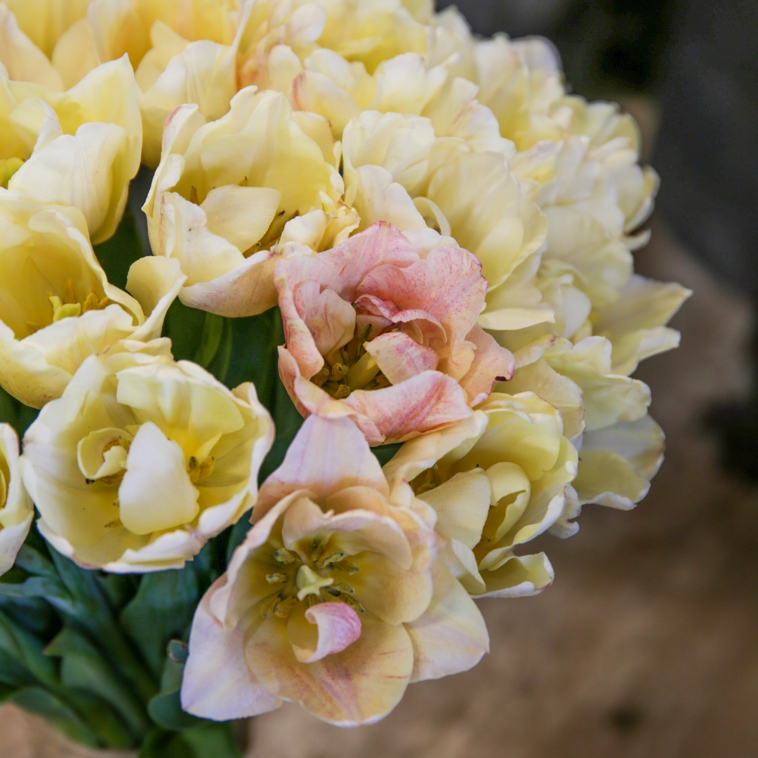 Tulpanblandning Silk Road Souble Magic Tulip