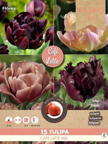 Tulpanblandning 'Café Latte Mix' 15 st