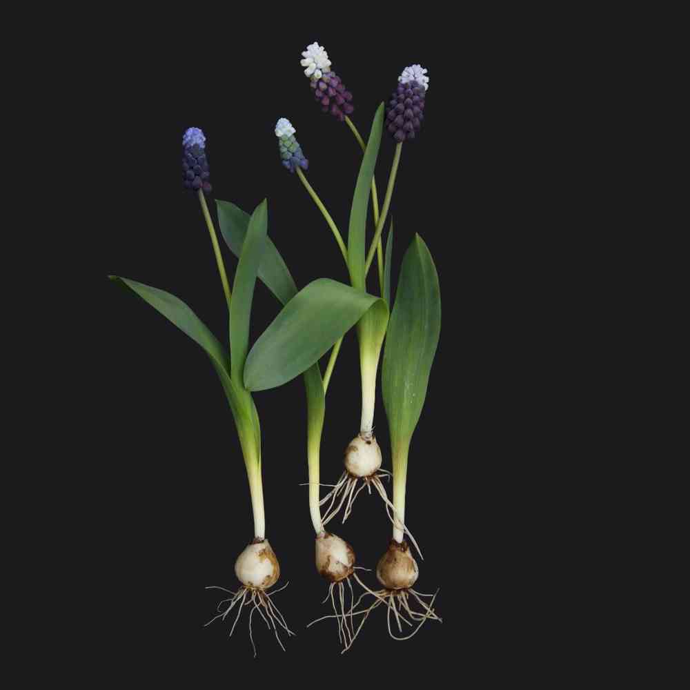 Pärlhyacint 'Grape Ice'