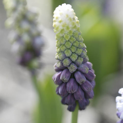 Pärlhyacint 'Grape Ice'