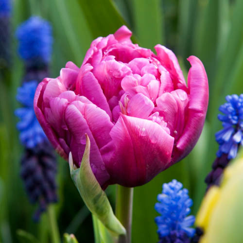 Tulppaani 'Margarita'