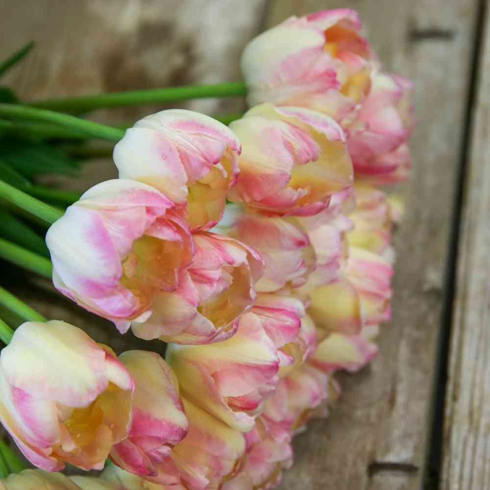 Tulpan 'Creme upstar'