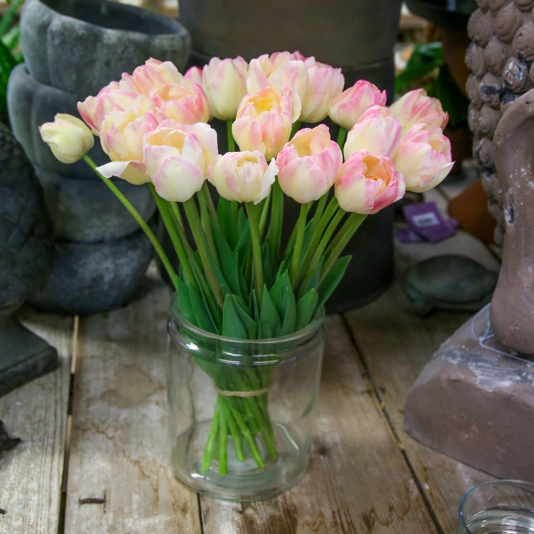 Tulpan 'Creme upstar'