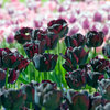  Triumftulppaani 'Paul Scherer' 25