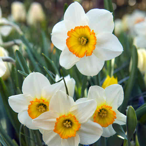 Tähtinarsissi 'Flower Record'