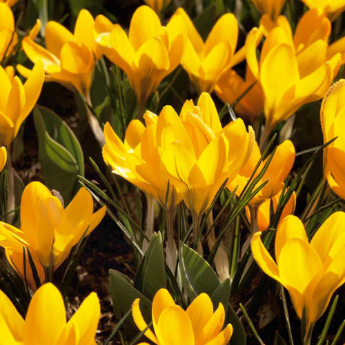 Krokus 'Yellow'