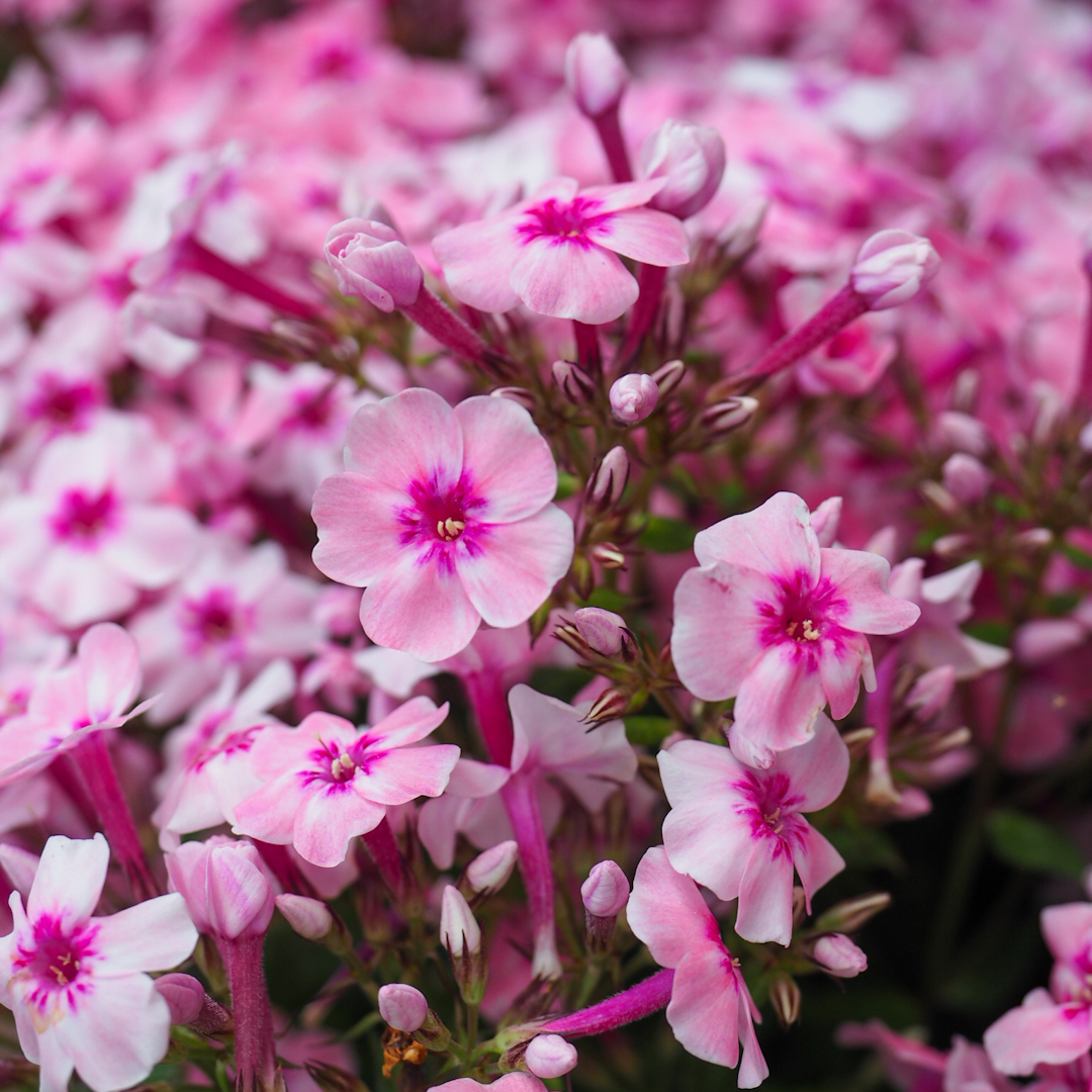 Syysleimu 'Early Pink'