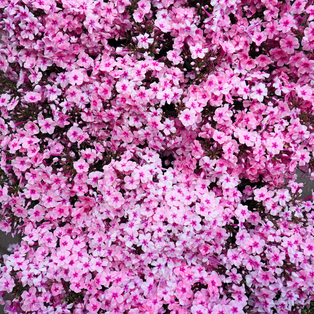 Syysleimu 'Early Pink'