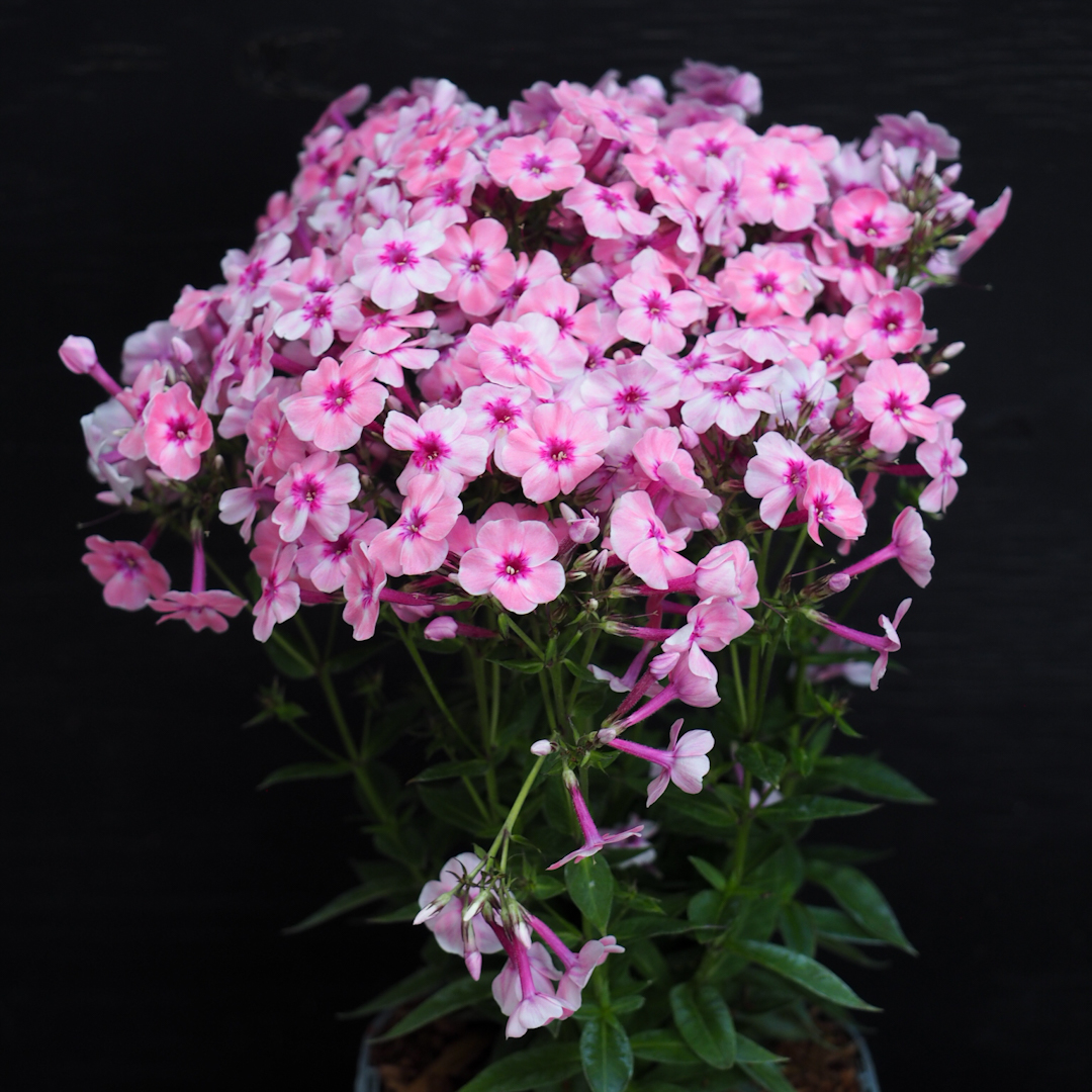 Syysleimu 'Early Pink'