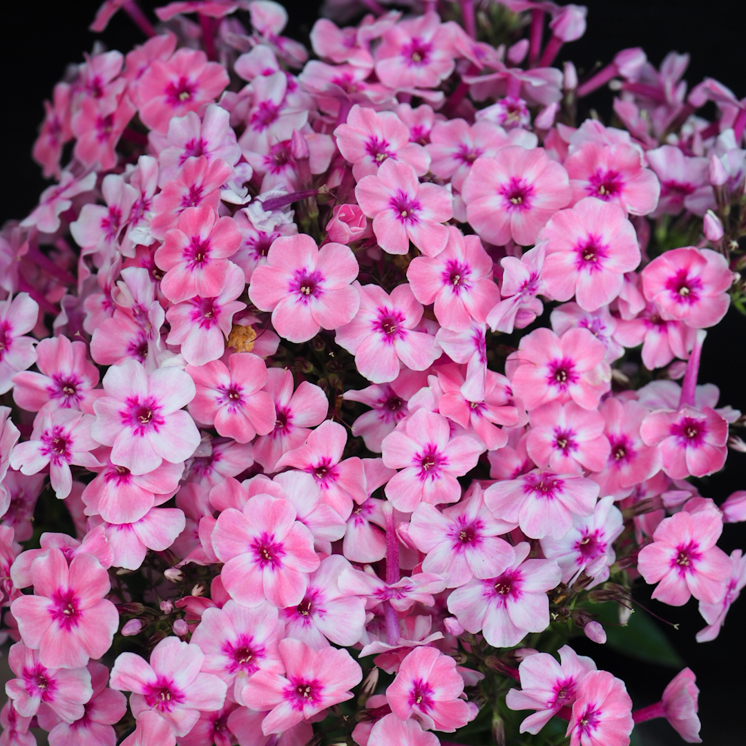 Syysleimu 'Early Pink'