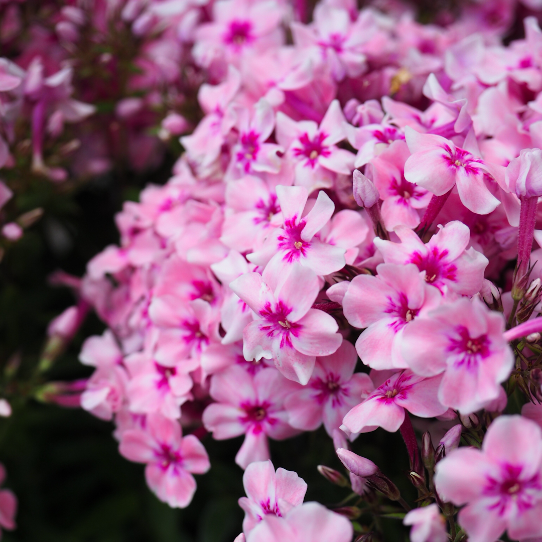 Syysleimu 'Early Pink'