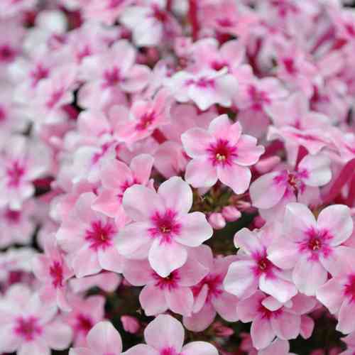 Syysleimu 'Early Pink'