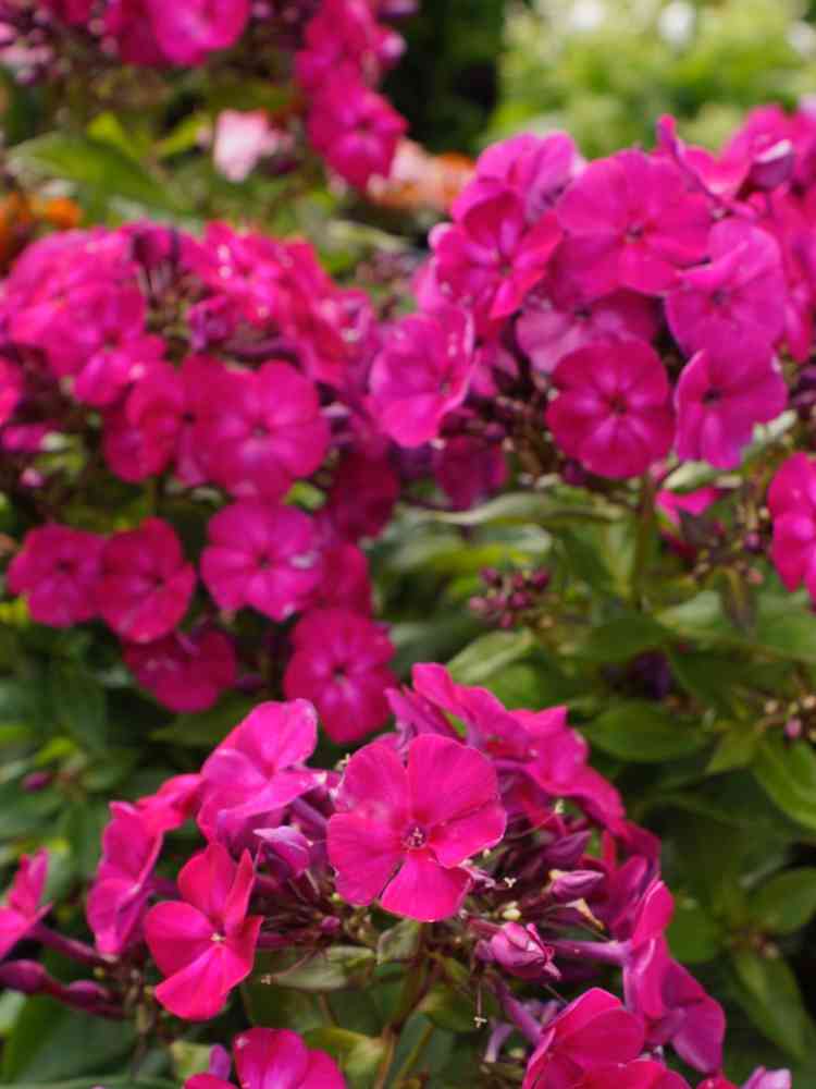 Syysleimu 'Famous Magenta'