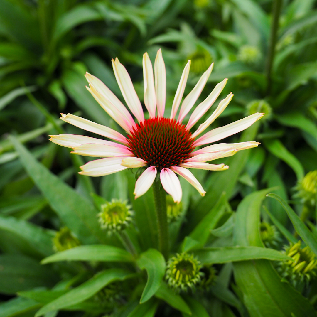 Tarhapunahattu 'Fountain Pink Eye'
