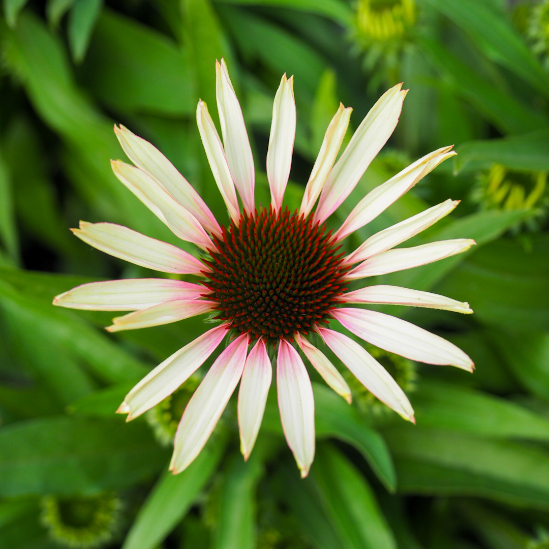 Tarhapunahattu 'Fountain Pink Eye'