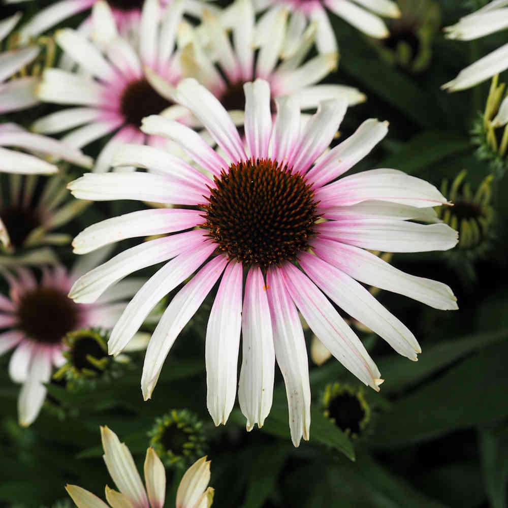 Tarhapunahattu 'Fountain Pink Eye'