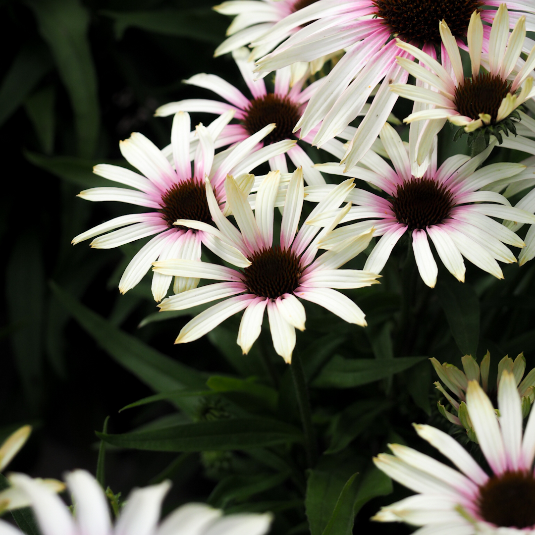 Tarhapunahattu 'Fountain Pink Eye'