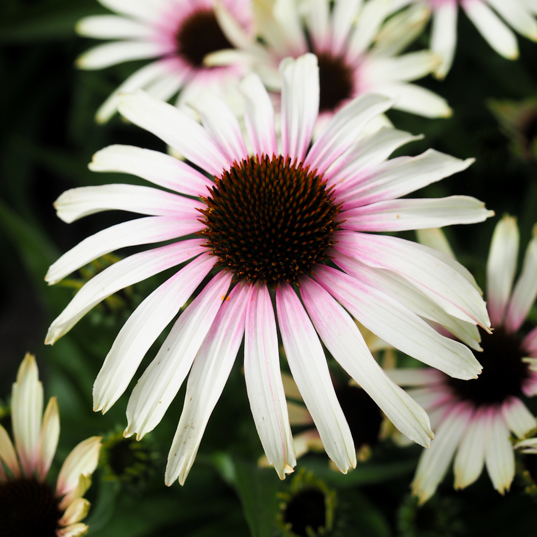 Tarhapunahattu 'Fountain Pink Eye'