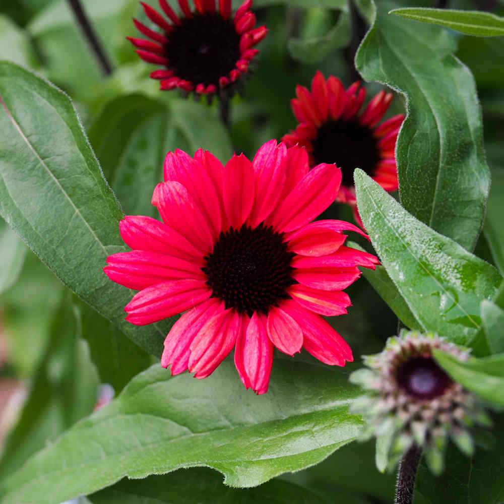 Tarhapunahattu 'Sunseekers Red'