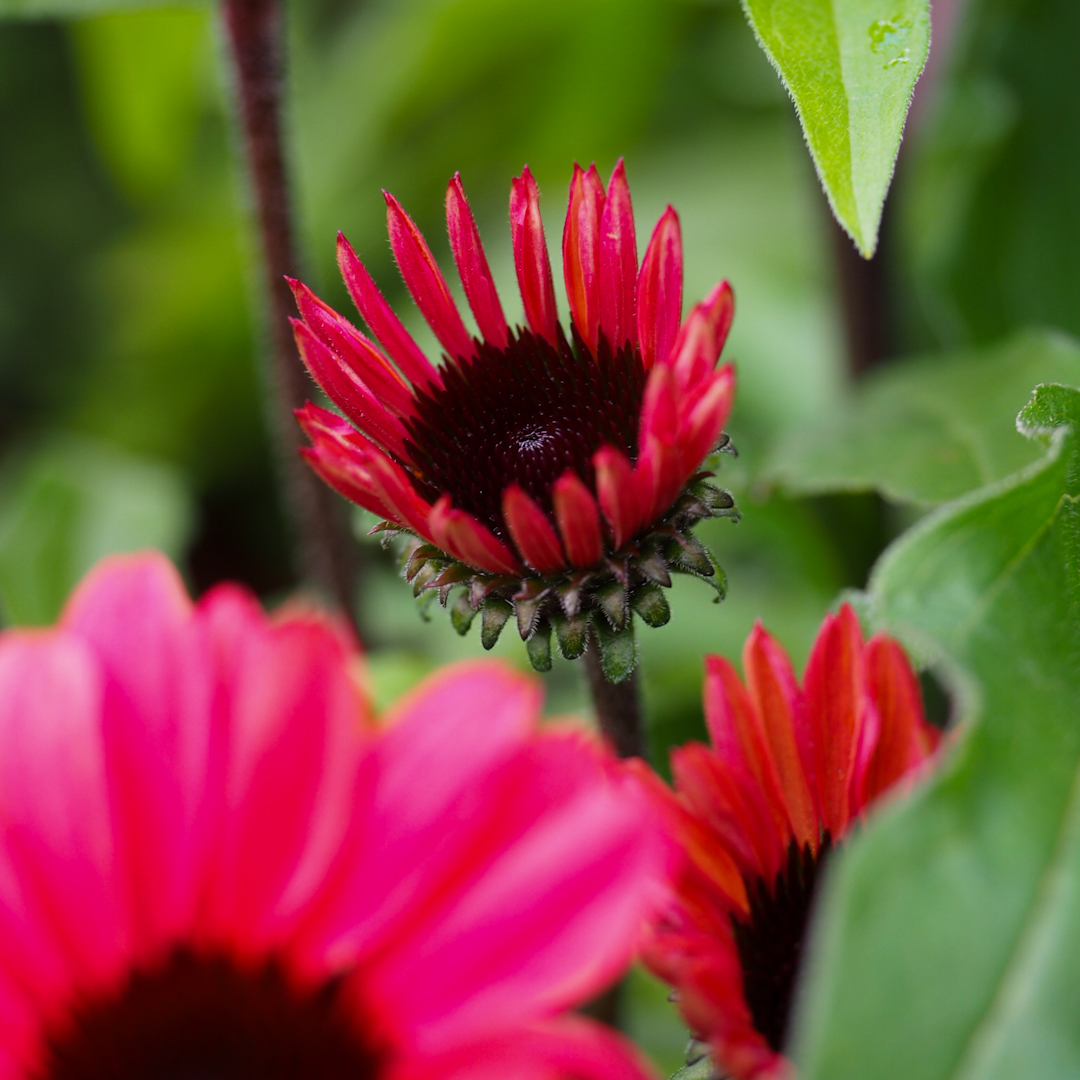 Tarhapunahattu 'Sunseekers Red'