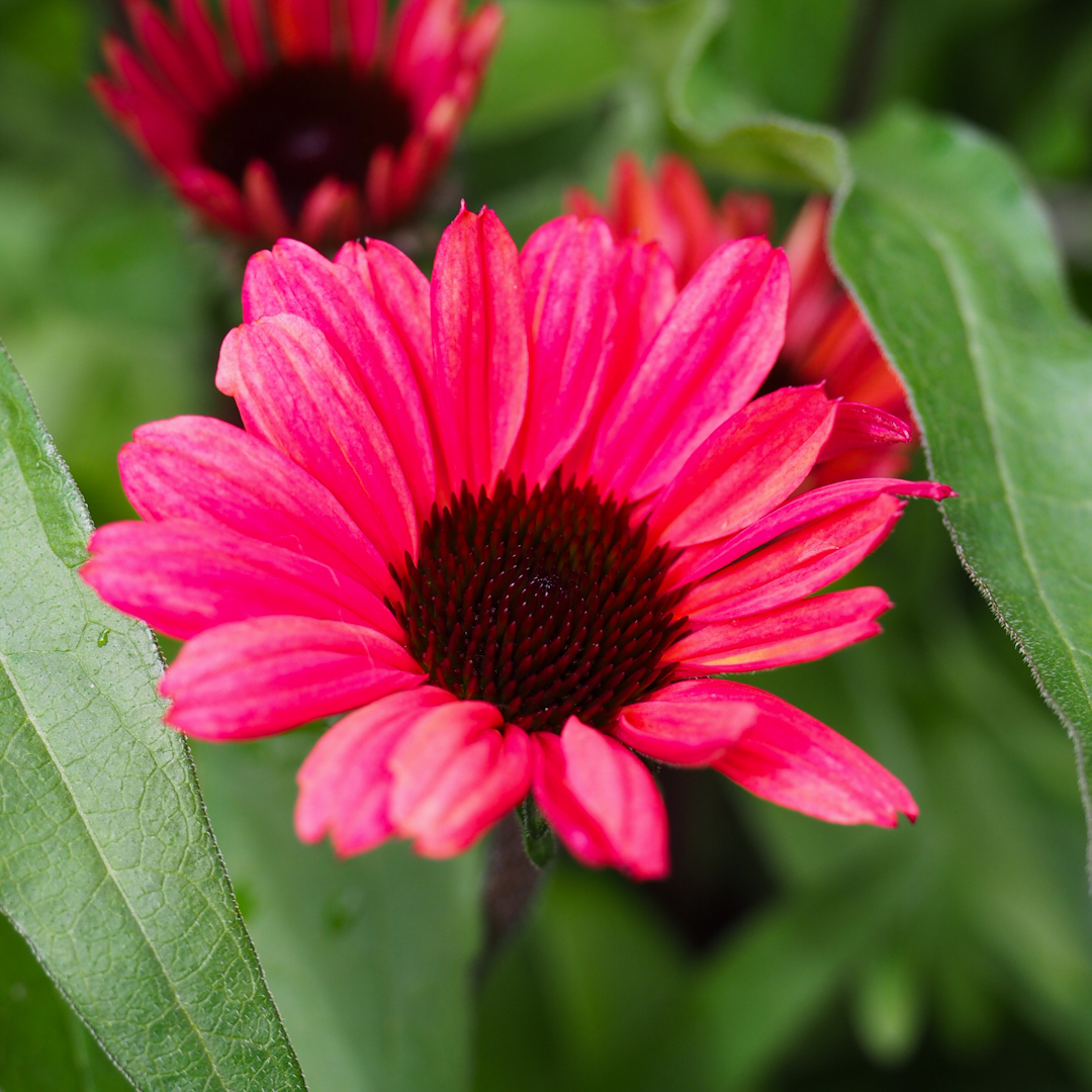 Tarhapunahattu 'Sunseekers Red'