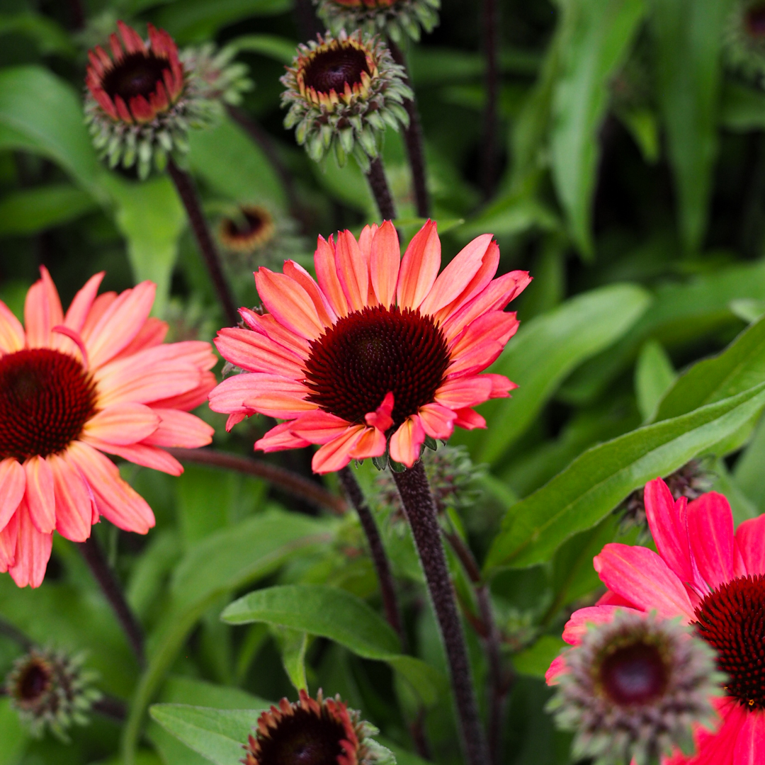 Tarhapunahattu 'Sunseekers Red'