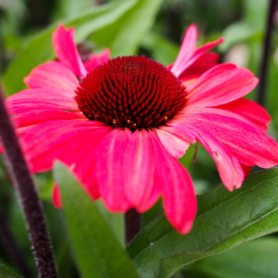 Tarhapunahattu 'Sunseekers Red'