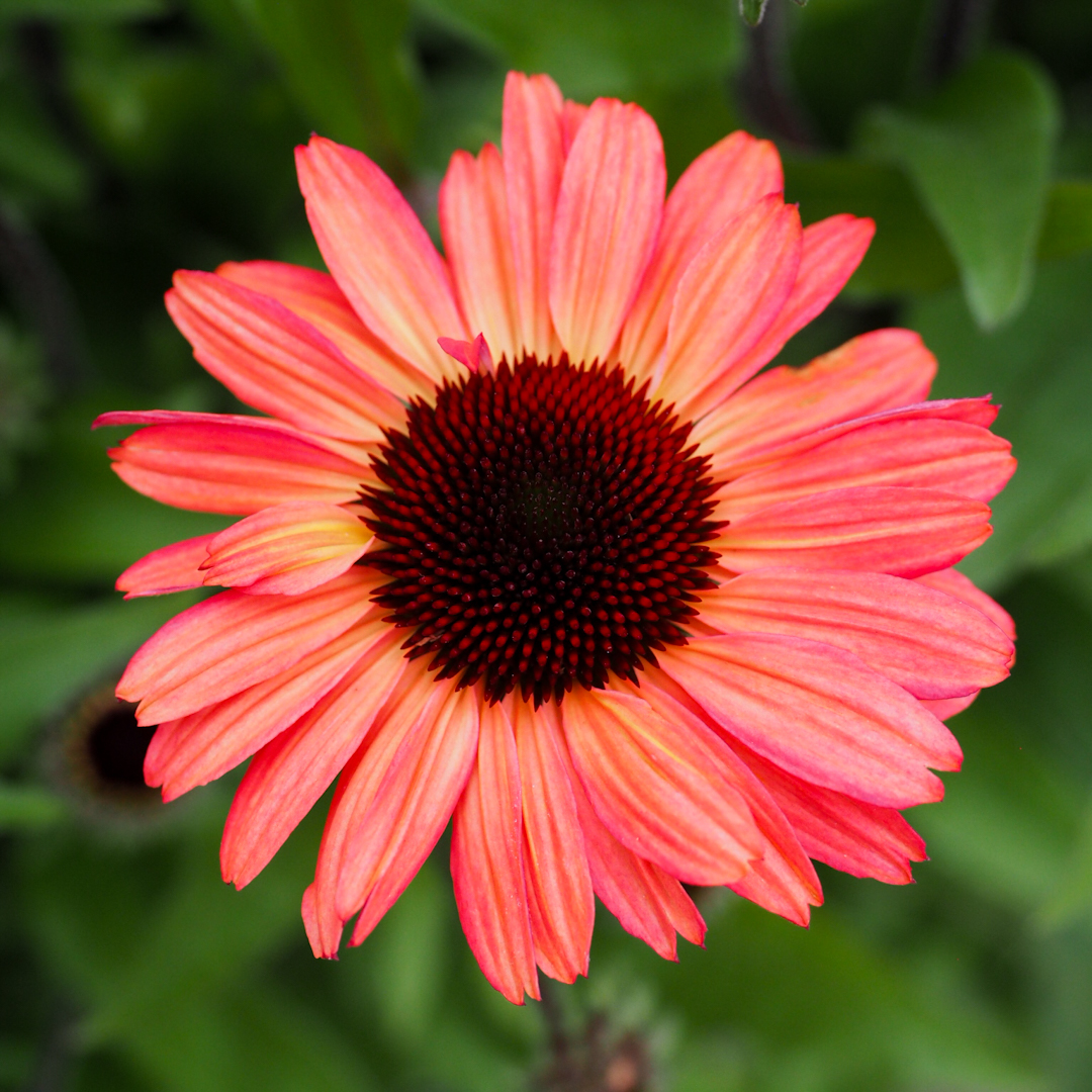 Tarhapunahattu 'Sunseekers Red'