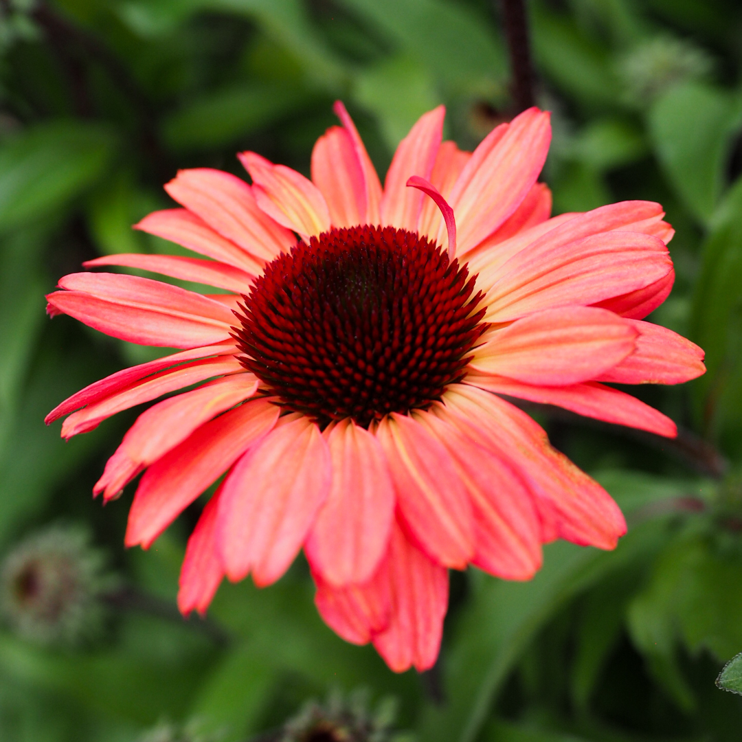 Tarhapunahattu 'Sunseekers Red'