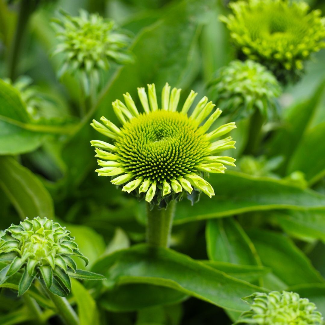 Tarhapunahattu 'SunSeekers Apple Green'
