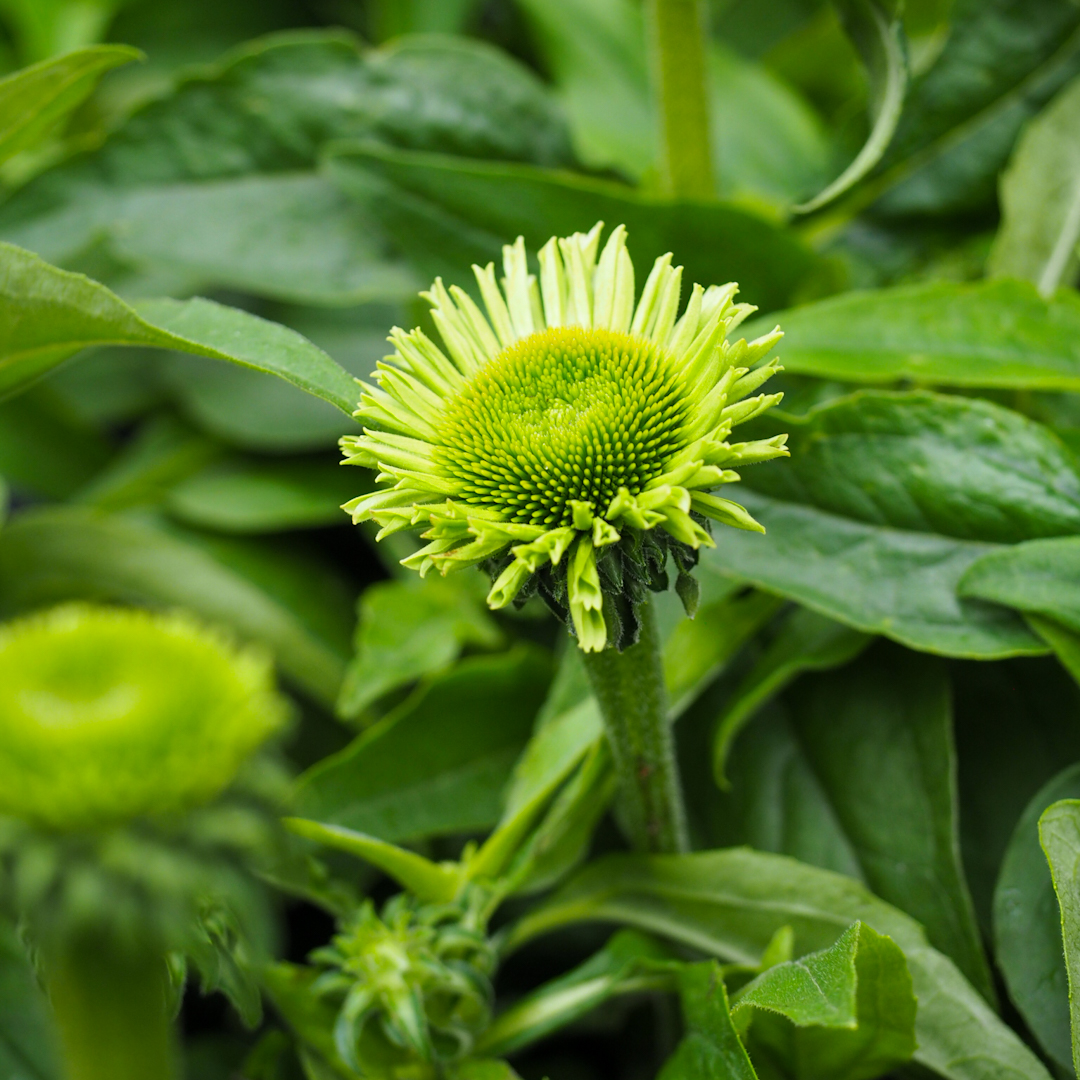 Tarhapunahattu 'SunSeekers Apple Green'