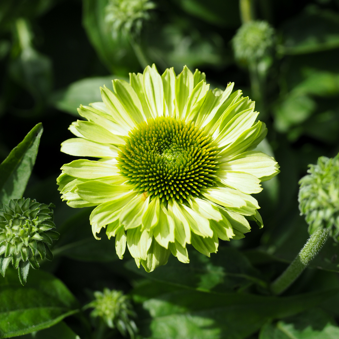 Tarhapunahattu 'SunSeekers Apple Green'