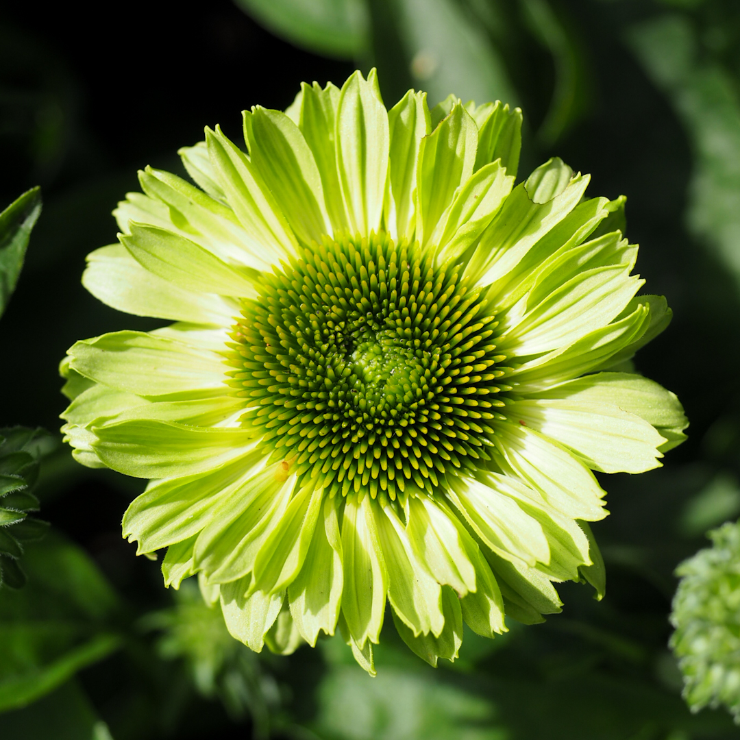 Tarhapunahattu 'SunSeekers Apple Green'