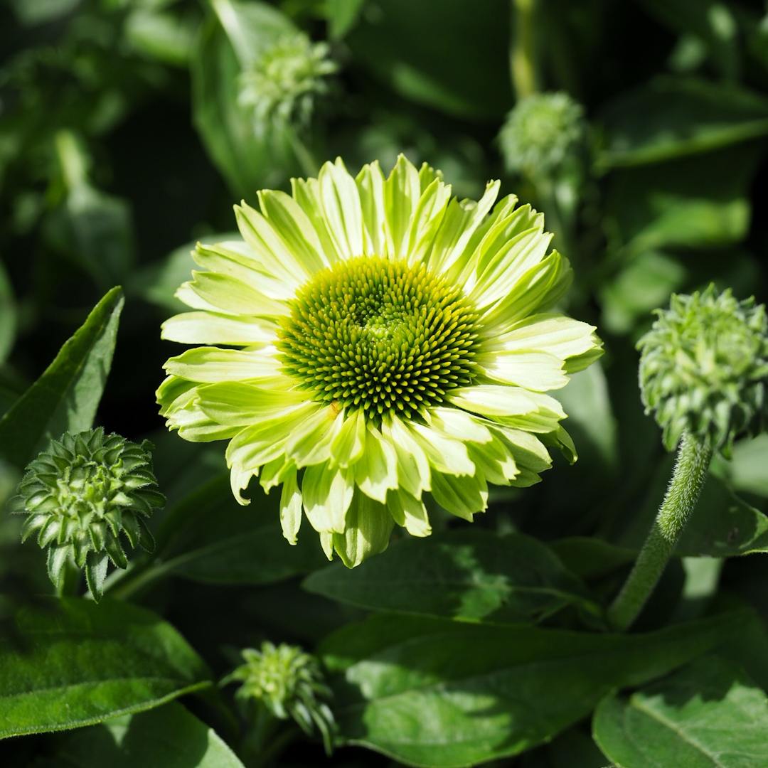 Tarhapunahattu 'SunSeekers Apple Green'