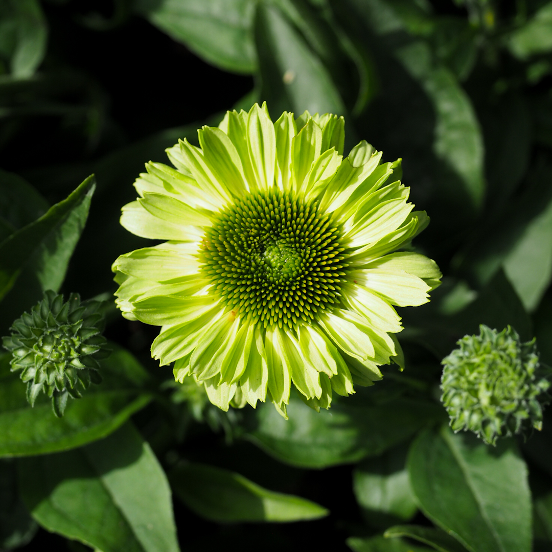 Tarhapunahattu 'SunSeekers Apple Green'