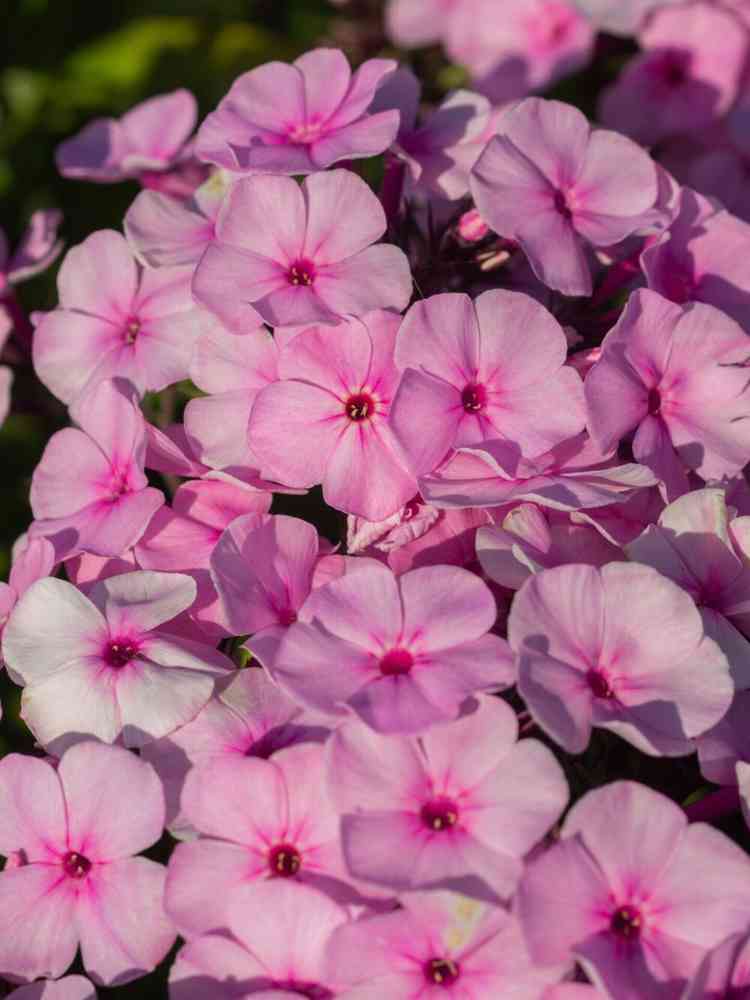 Syysleimu 'Famous Light Pink'