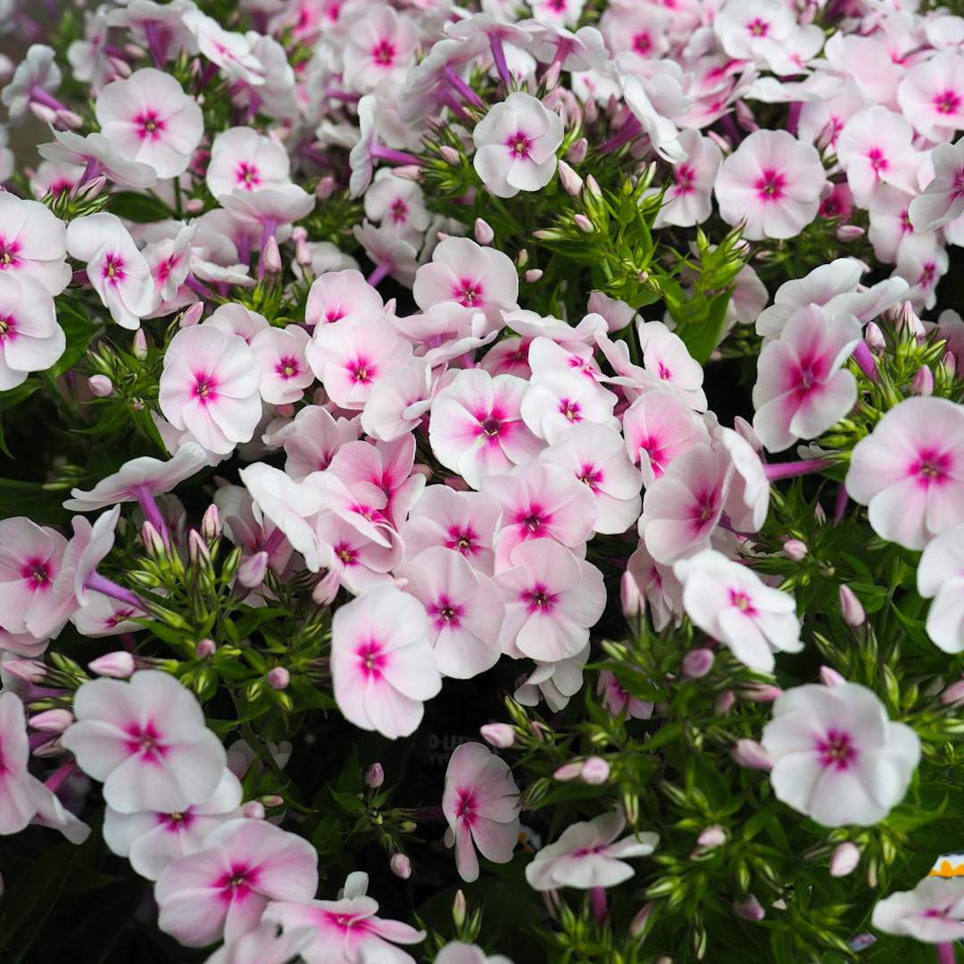 Syysleimu 'Flame Pro Soft Pink'