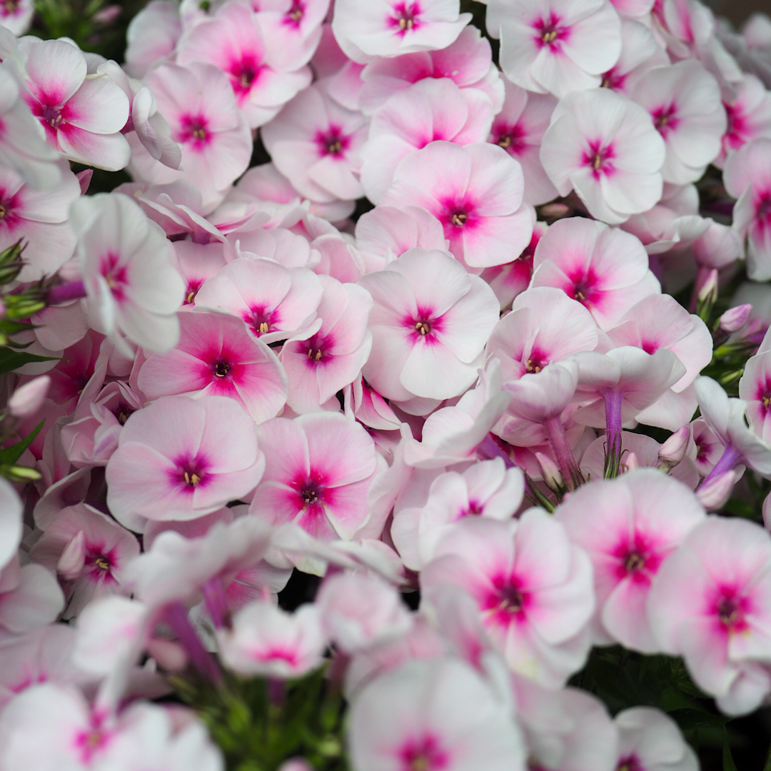 Syysleimu 'Flame Pro Soft Pink'