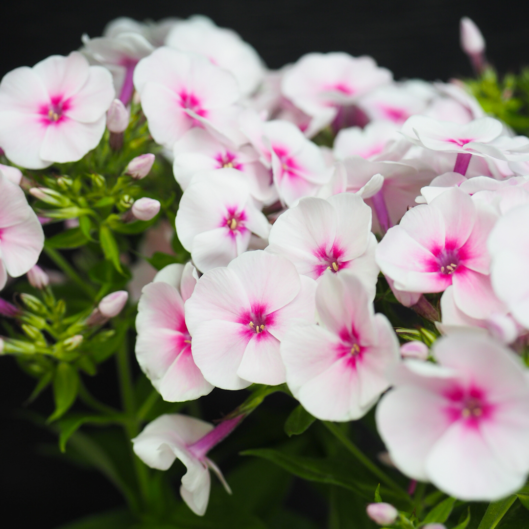 Syysleimu 'Flame Pro Soft Pink'