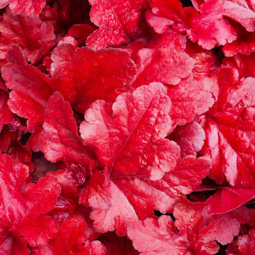 Heuchera 'Forever Red' XL