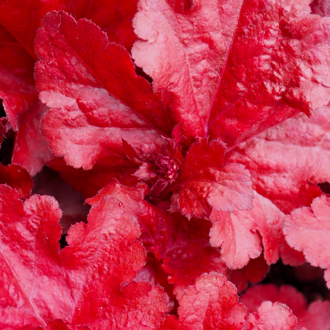 Keijunkukka 'Forever Red'