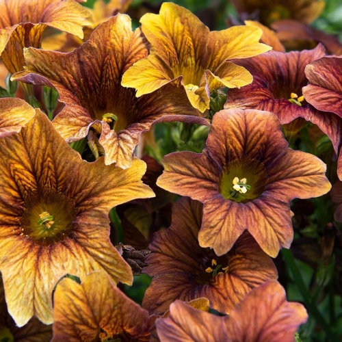 Trumpetblomma 'Cafe au Lait'