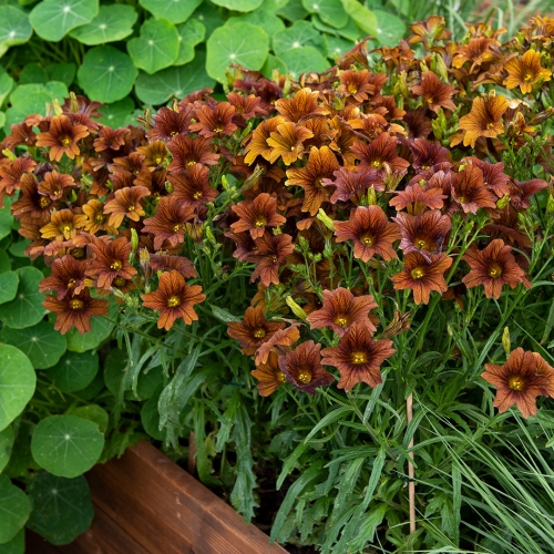 Trumpetblomma 'Cafe au Lait'