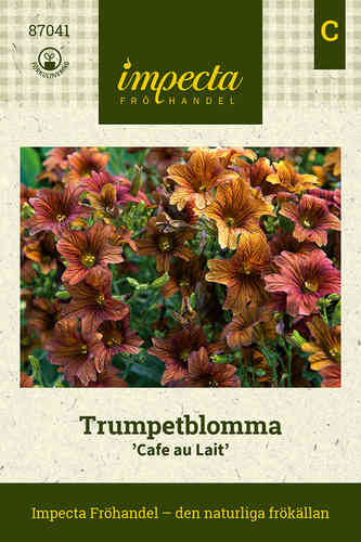 Trumpetblomma 'Cafe au Lait'