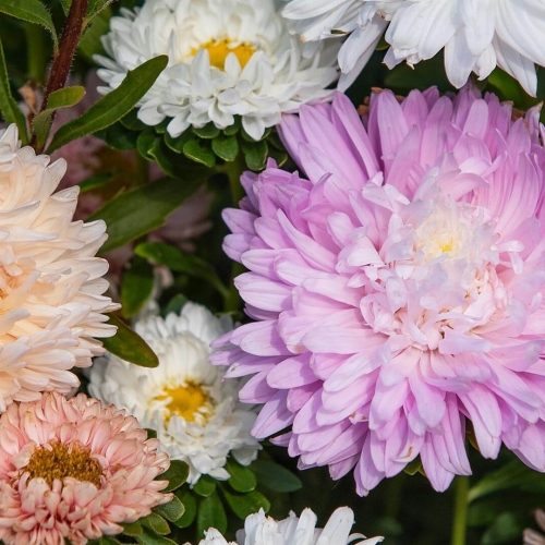 Sommaraster 'The Roses'