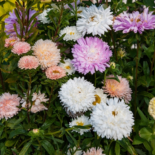 Sommaraster 'The Roses'