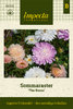 Kiinanasteri 'The Roses'