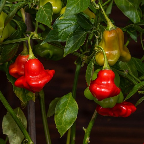 Bärpeppar 'Nepalese Bell'