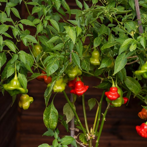 Bärpeppar 'Nepalese Bell'