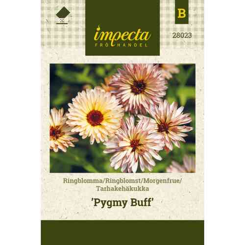 Kehäkukka 'Pygmy Buff' Kehäkukka 'Pygmy Buff'